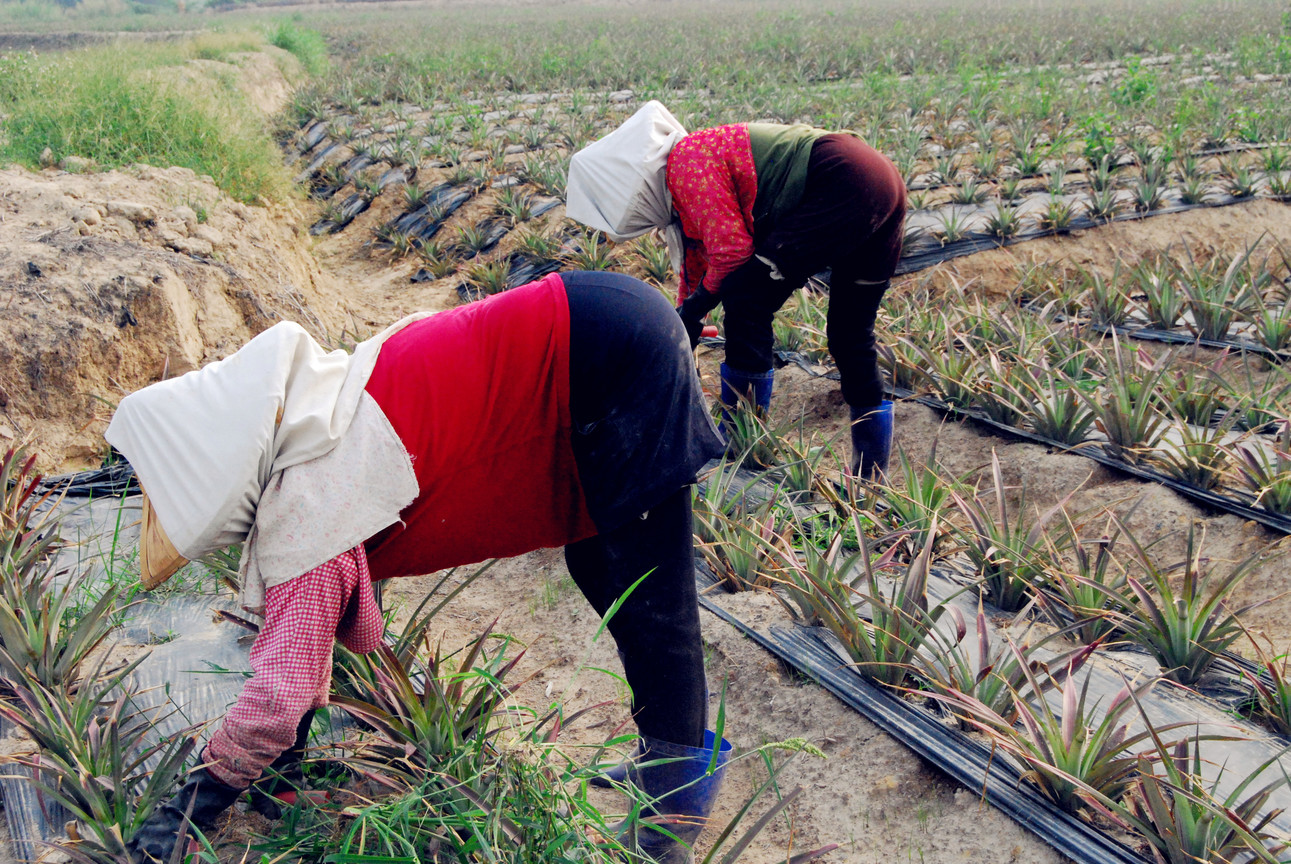 Limpieza de lote de piña