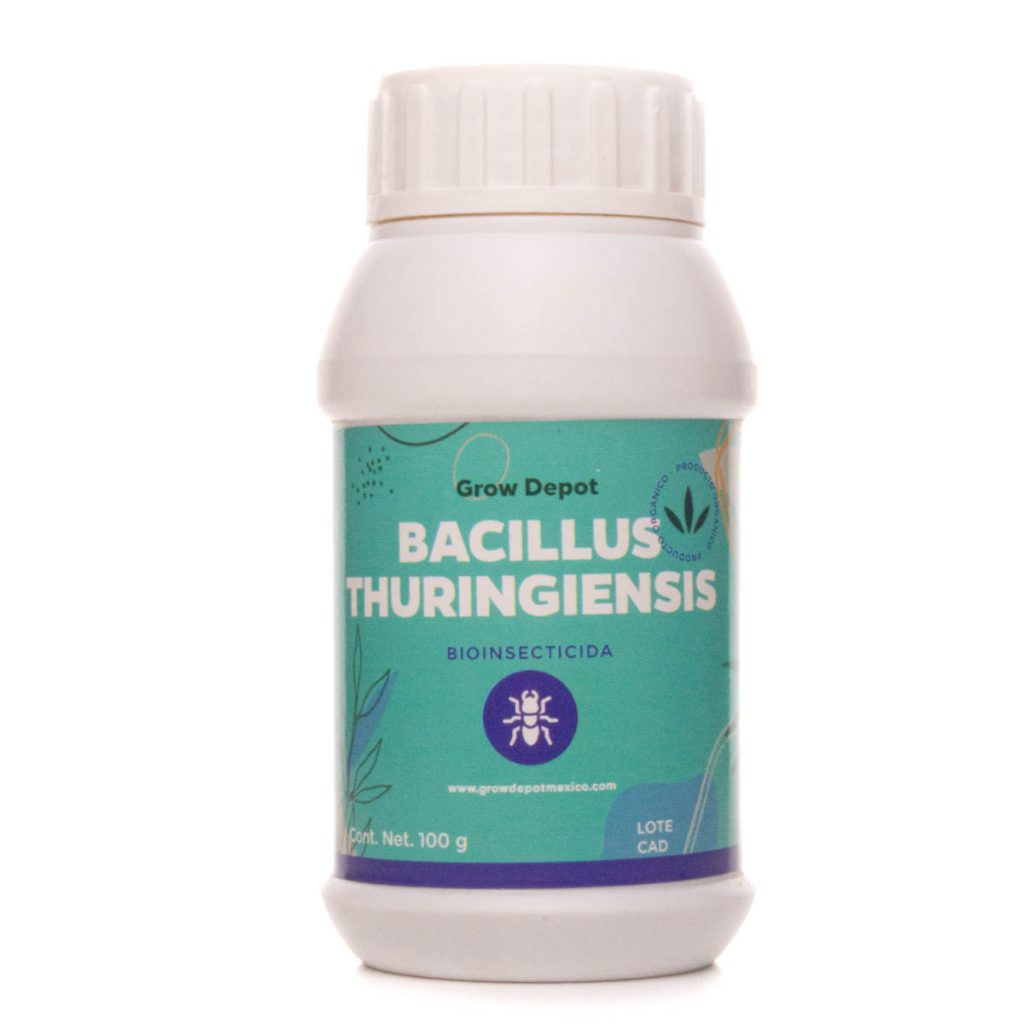 Bacillus